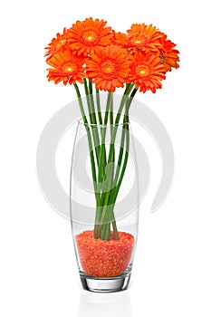 Orange gerbera flower