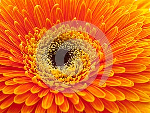 Orange gerbera flower