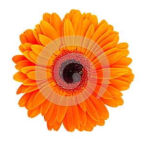 Orange gerbera flower