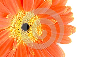 Orange gerbera flower