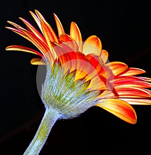 Orange gerbera flower