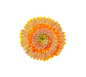 Orange gerbera flower or barberton daisy  blooming top view isolated on white background , clipping path