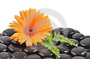 Orange gerbera flower and black zen stone