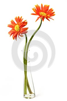 Orange gerbera flower