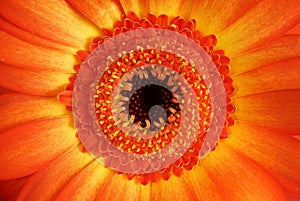 Orange gerbera flower close-up