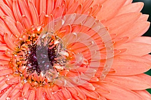 Orange Gerbera Flower Close-up Macro