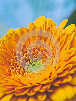 Orange Gerbera flower closeup