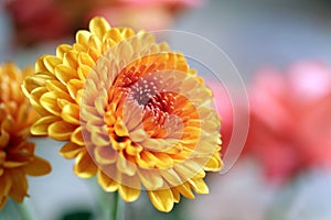 Orange gerbera flower closeup. Spring or summer flowers backgrounds. Floral pattern background for card and greeting.