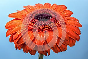 Orange gerbera flower covered by water drops