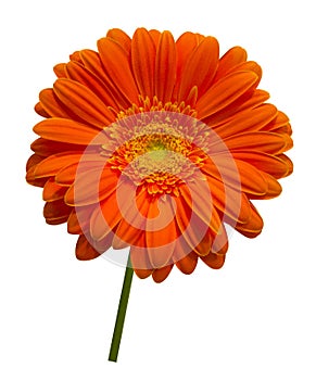 Orange gerbera flower isolated on white background