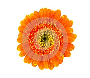 Orange gerbera flower isolated on white background