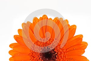 Orange gerbera flower macro