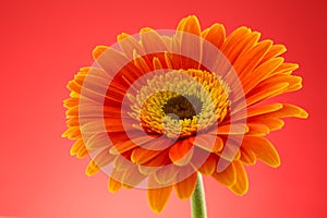 Orange gerbera flower macro studio isolated