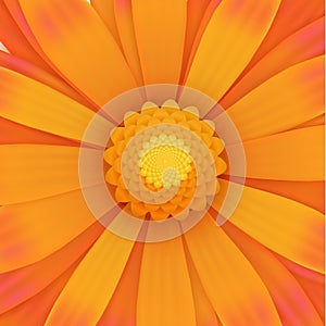 Orange gerbera flower, realistic illustration