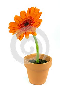 Orange gerbera flower in a terracotta pot