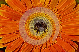 Orange gerbera flower texture close up.