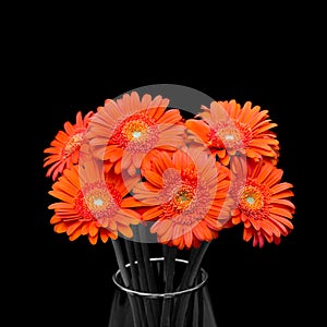 Orange gerbera flower in vase on black background