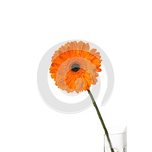 Orange gerbera flower in vase, isolated on white background. Gerbera jamesonii