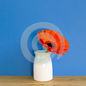 Orange gerbera flower in vase on wooden table with blue background