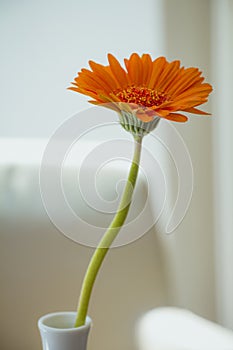 Orange gerbera flower in white vase on white background