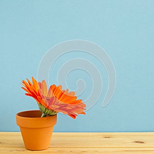 Orange gerbera flower on wooden table with blue background