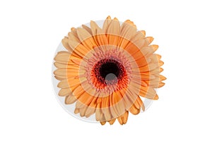 Orange Gerbera isolated