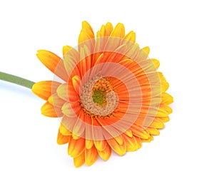 Orange gerbera