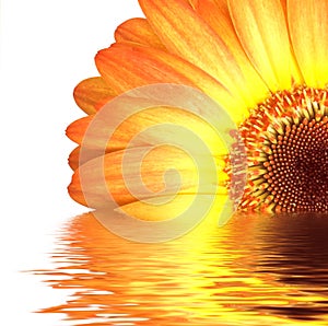 Orange gerbera in water