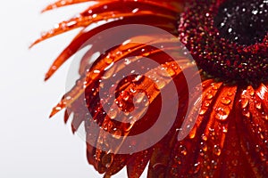 Orange gerbera with water drops on a white background