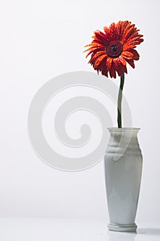 Orange gerbera with water drops on a white background