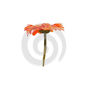 orange gerbera on white background.