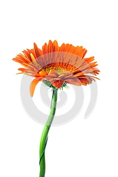 Orange gerbera on white background