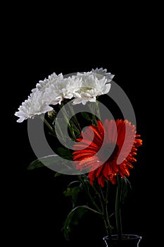 Orange gerbera and white golden-daisy with water drops