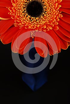 Orange gerberas-bottle