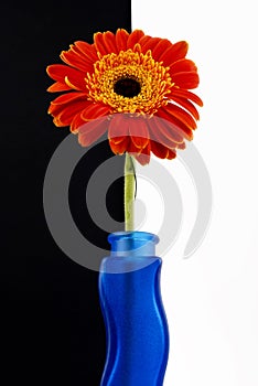 Orange gerberas-bottle