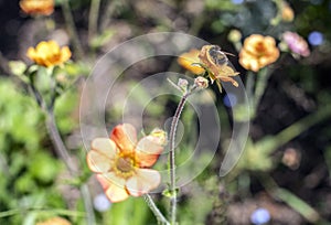 An orange Geum flower with a bee feeding