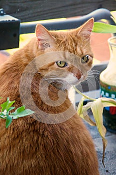 Orange ginger cat looking at viewer