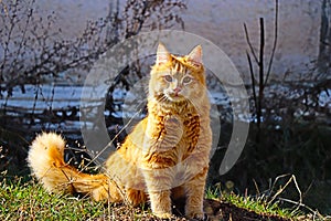 Orange Ginger Cat sitting in green grass