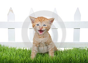 Orange ginger kitten sitting in green grass meowing