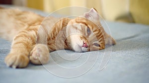 Orange ginger Scottish Fold kitten falls asleep, lying on blue blanket, closeup