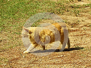orange ginger tabby American bobtail manx cat