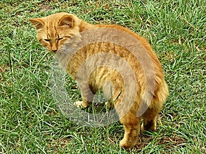 orange ginger tabby American bobtail manx cat