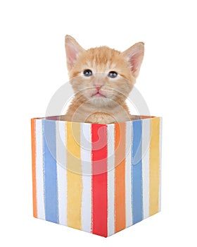 Orange ginger tabby kitten peaking out of a present box, isolated