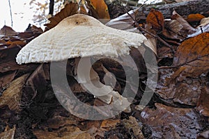The orange-girdled parasol Lepiota ignivolvata is an poisonous mushroom