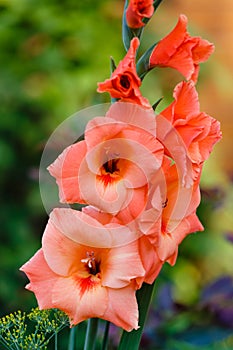 Orange gladiolus