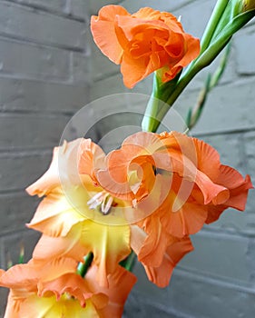 Orange gladiolus against wall