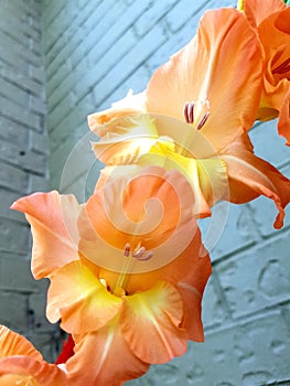 Orange gladiolus against wall