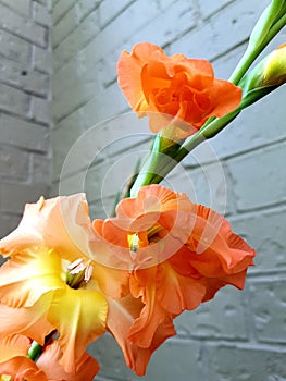 Orange gladiolus against wall