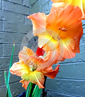 Orange gladiolus against wall