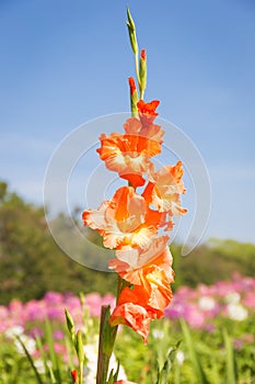 Orange gladiolus flower in the garden